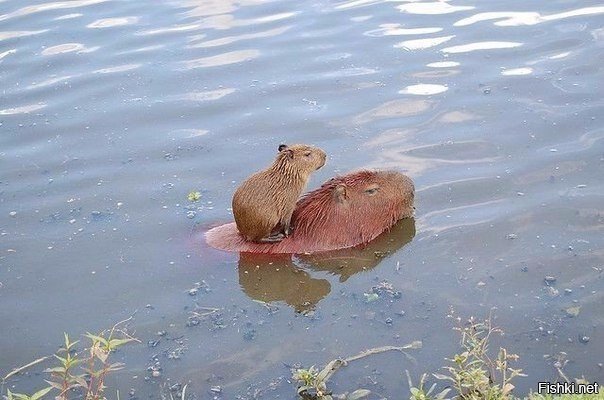 С мамой не страшно