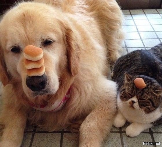 друзья по медитации 