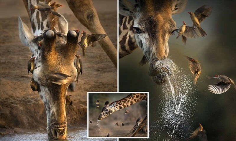 Уникальные кадры с чихающим жирафом из Кении!