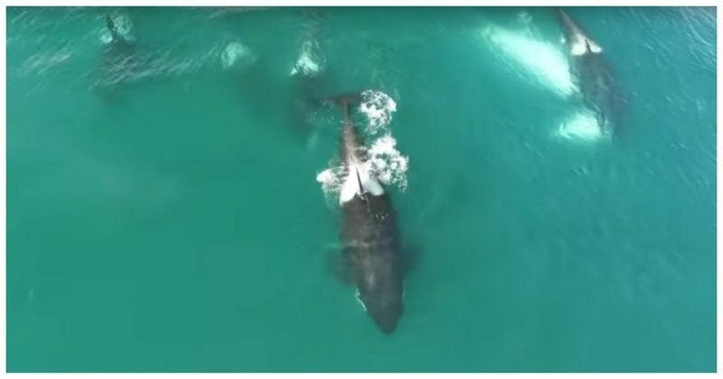 Российским ученым впервые удалось снять на видео нападение косаток на кита 