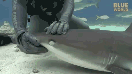 Приручение акулы