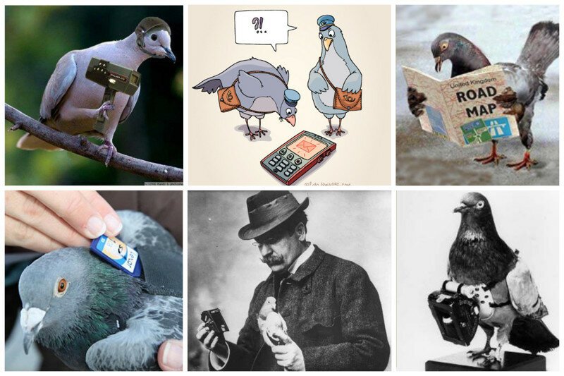 Загадка века - как почтовые голуби находят дорогу?