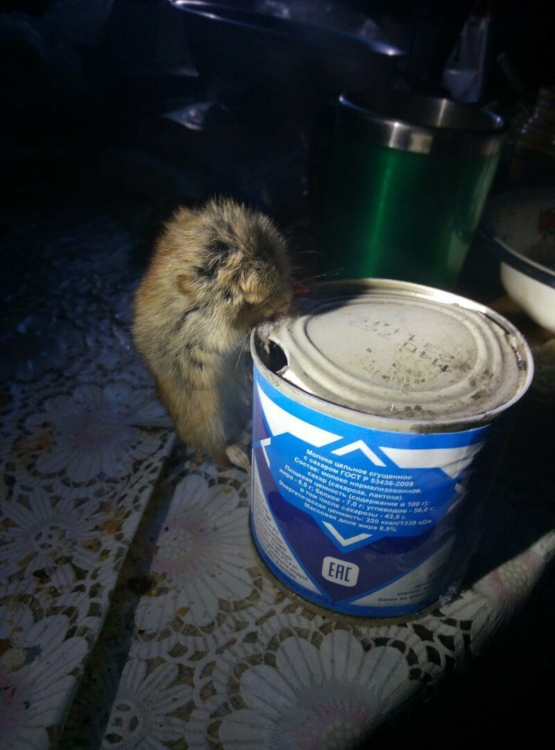 Мышь примерзла к банке из под сгущенки (зима Якутия)
