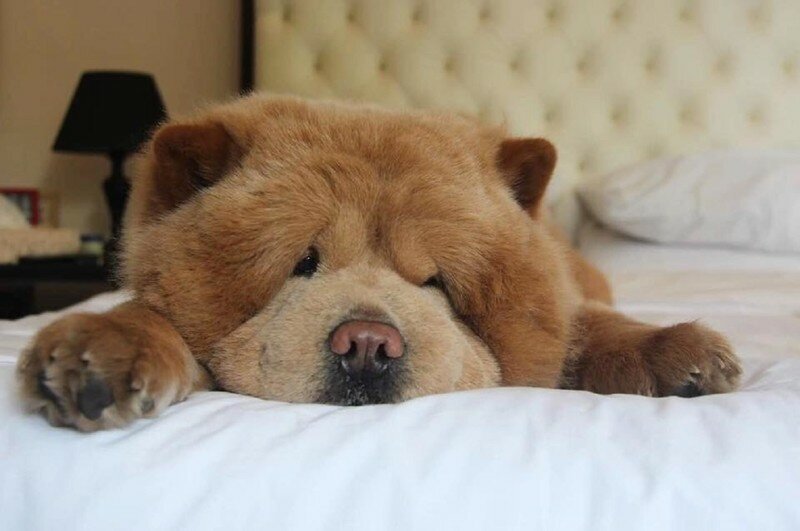 Очаровательный пес Чаудер, похожий на медвежонка