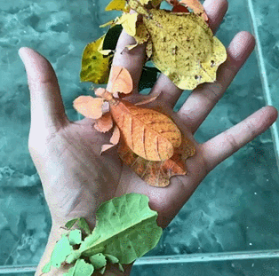 Живые листья