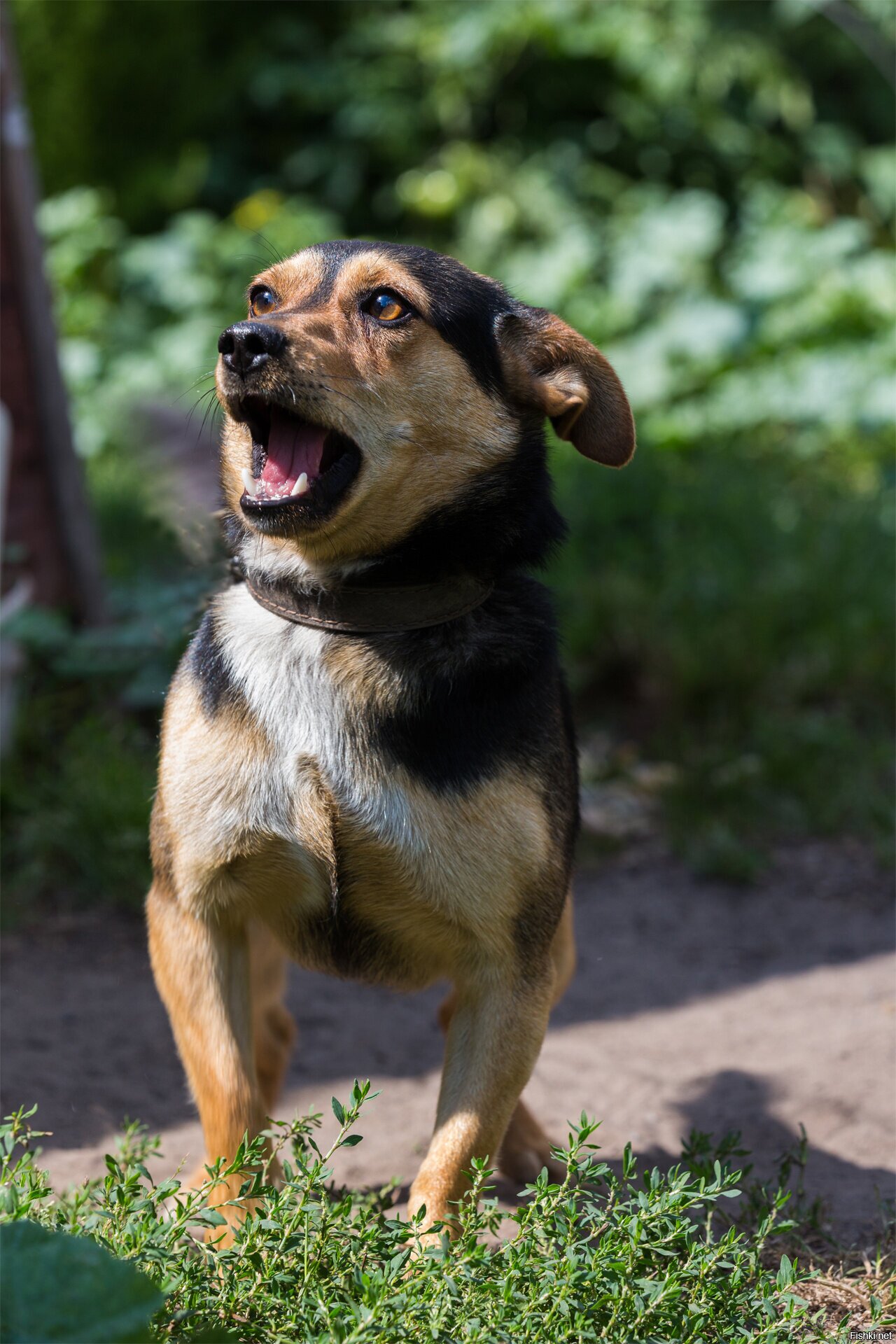 Это мой собак