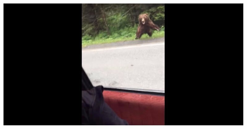 На Аляске медведь гризли напал на машину с туристами