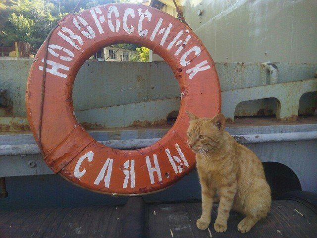 Любимец севастопольских моряков кот Боцман на полгода сбежал в Сирию