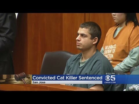 16 лет тюрьмы за убийство 21 кота