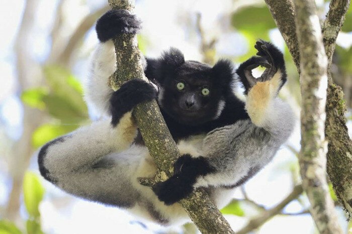 14 фотографий Comedy Wildlife Photography Awards 2017, на которых запечатлены забавные животные