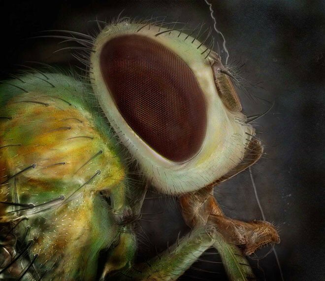 Невероятные снимки насекомых сделанные под микроскопом