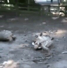 Теперь я видел всё )