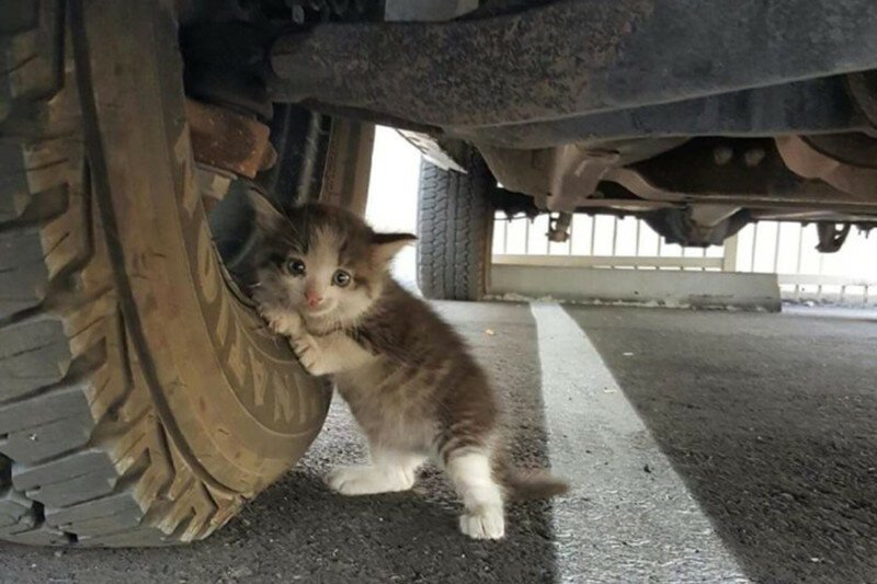 Маленький котёнок, найденный под машиной стал новым героем битвы фотошоперов