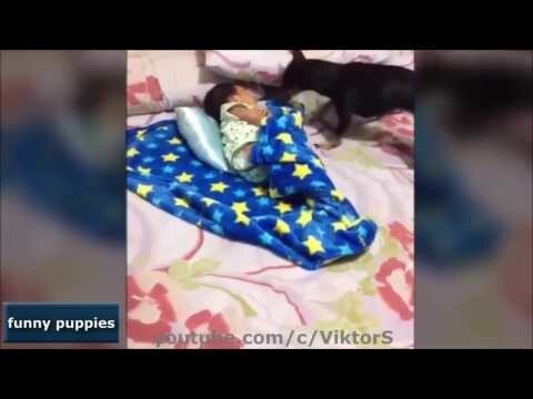 Забавные щенки!