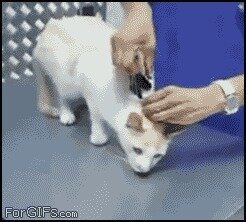Как обездвижить кота