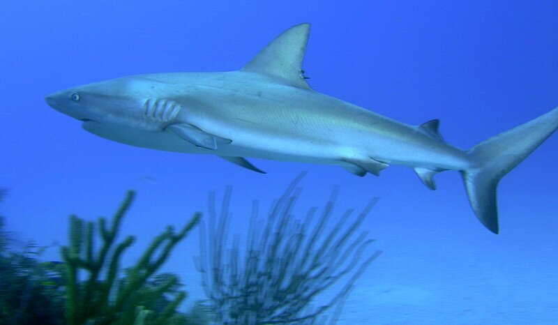 Уязвимые и любознательные: 10 неожиданных фактов об акулах