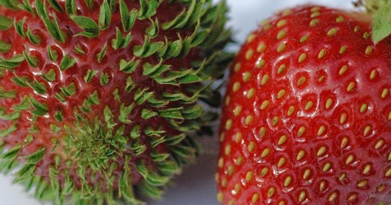 18 впечатляющих фотографий проросших фруктов, ягод и овощей