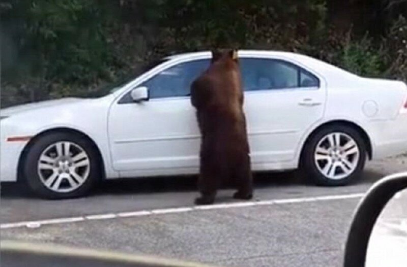 Любопытный медведь открыл дверь машины