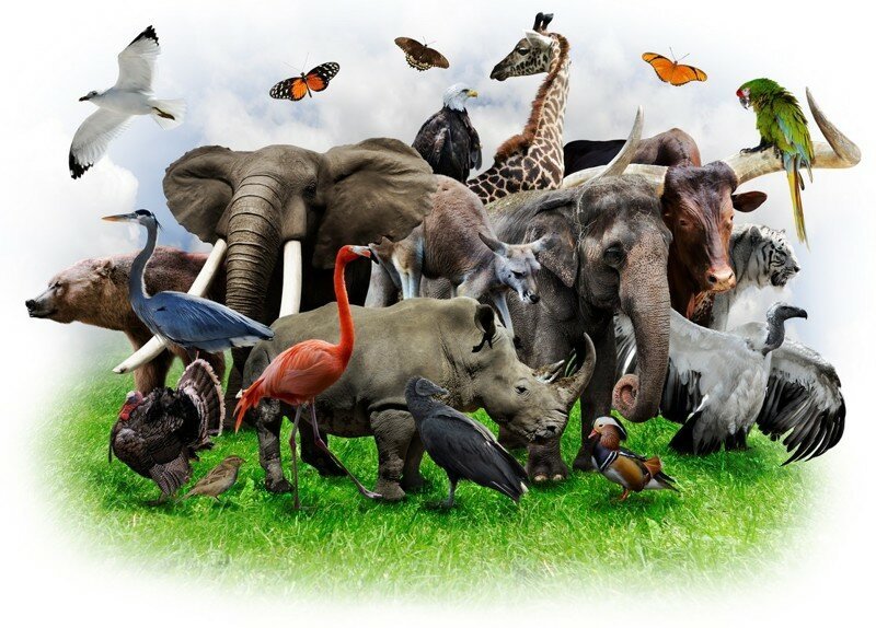 Каких животных больше всего на земле?