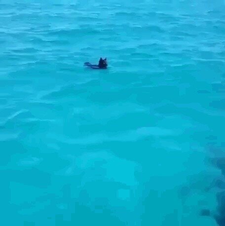 "Моська: продолжение"