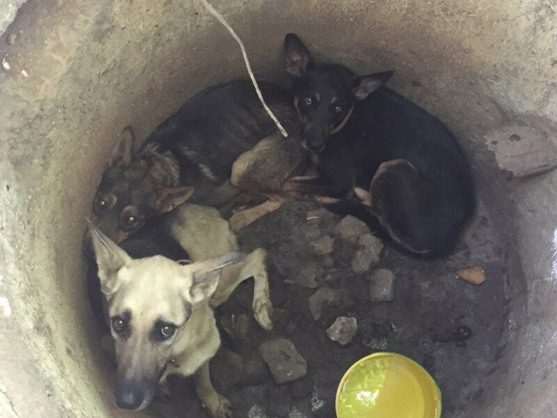В севастополе спасли трех истощенных собак, которых кто-то бросил в колодец