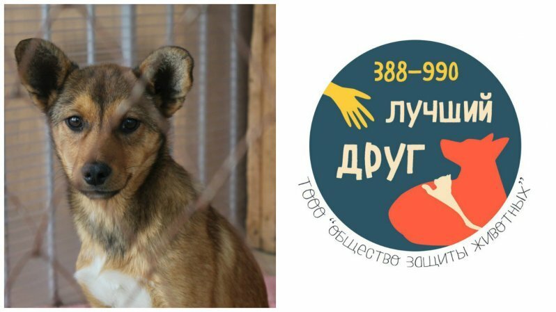 Вместе мы можем помочь: Тюменский приют для животных "Лучший Друг"
