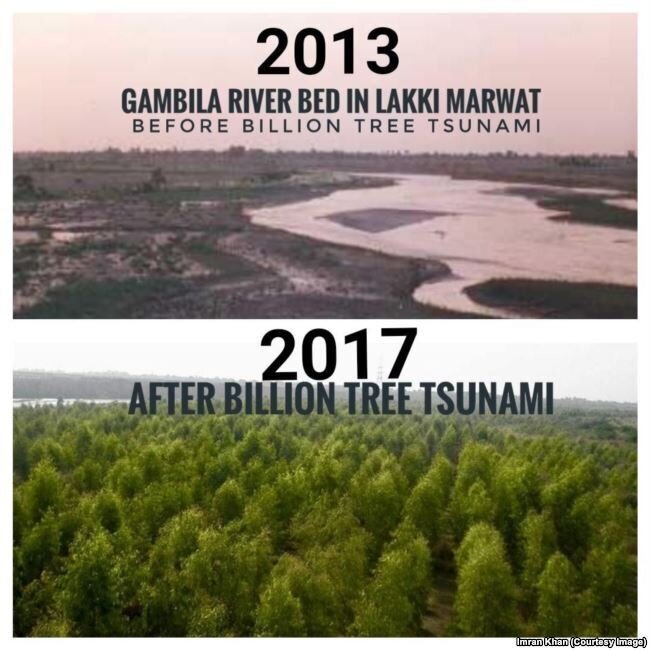 Один миллиард деревьев посажено в Пакистане
