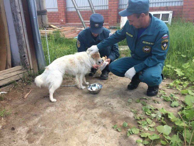 Мчс-совцы приехали в пустой дом — покормить собаку, которую когда-то спасли