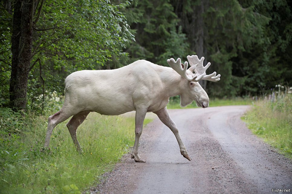Редкий белый лось в провинции Вэрмланд в Швеции
