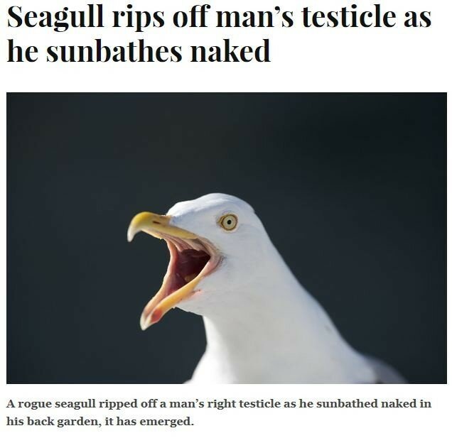 Чайка оторвала мужику яйца