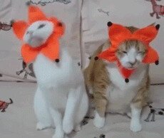 Юморные коты