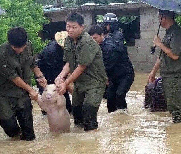 Счастливая свинья, спасенная от наводнения, стала новой звездой битвы фотошоперов