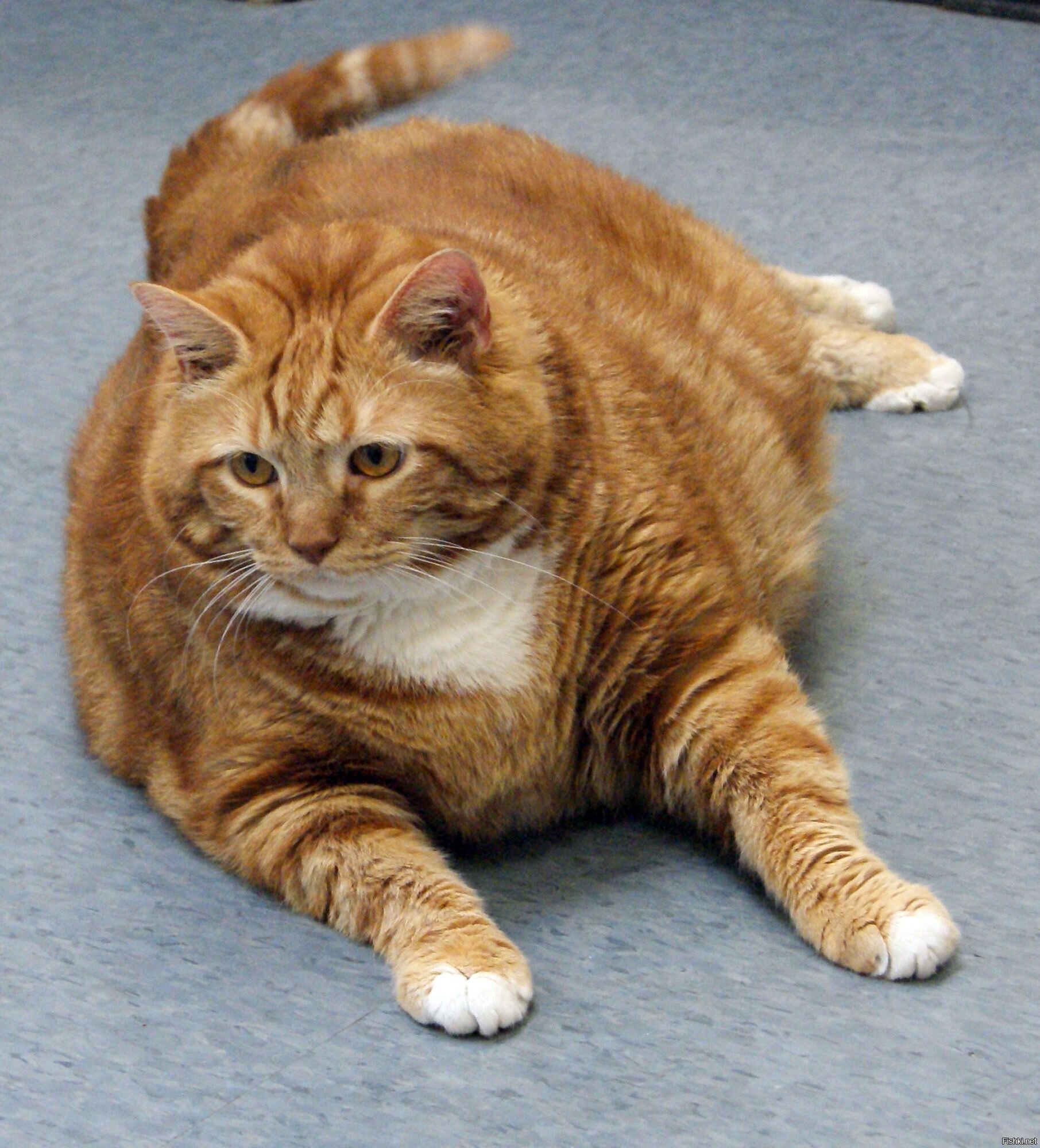Быть жирным котом проще, чем жирным мужиком, потому что можно прикинуться пуш...