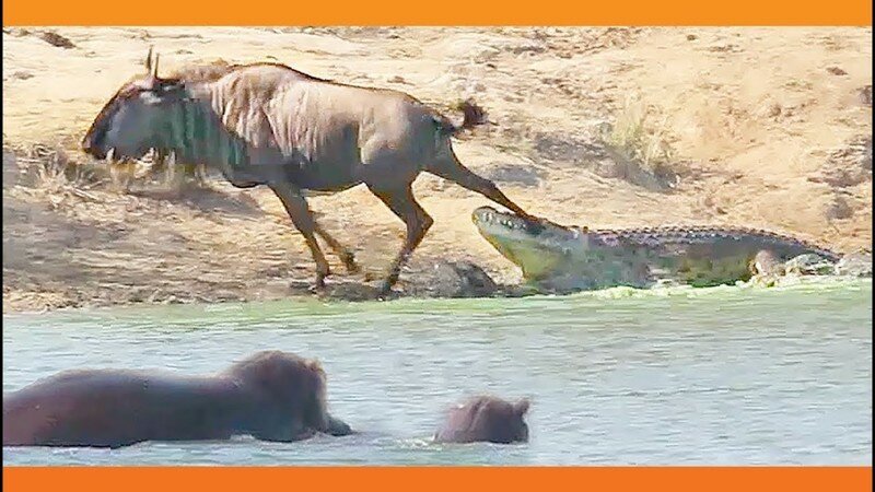 Бегемоты спасли антилопу от схватившего её крокодила