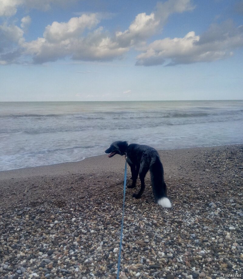 Трюф съездил на море - оно ему не сильно понравилось : )