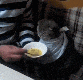 Миссия  - накормить кота