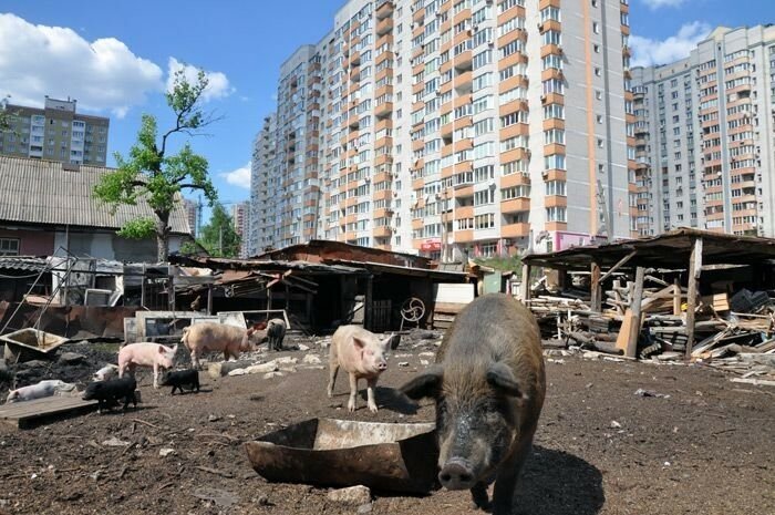 Украинский журналист: Киев превращен в свинарник
