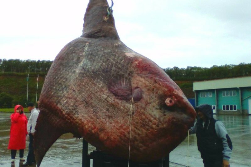 На Сахалине рыбаки выловили из моря рыбу-луну весом больше тонны