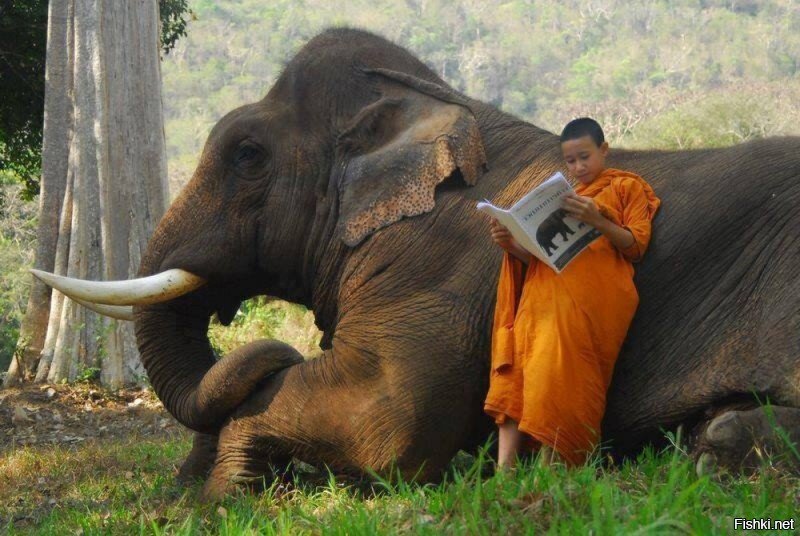 Когда купил слона и читаешь инструкцию по применению