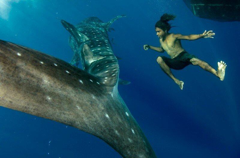 Фотосет Китовой акулы