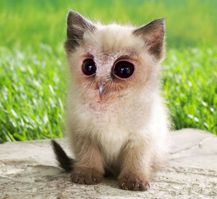 Котоптицы