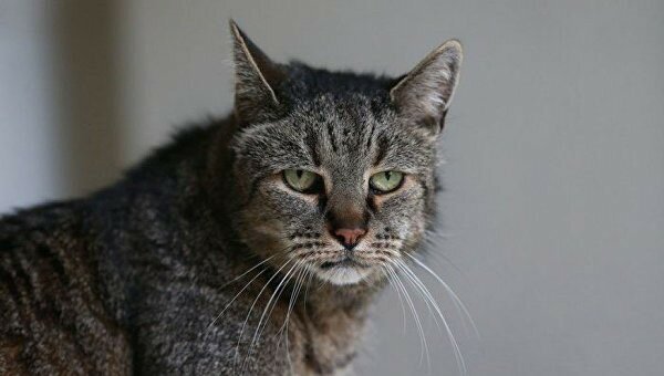 В Англии умер старейший в мире кот