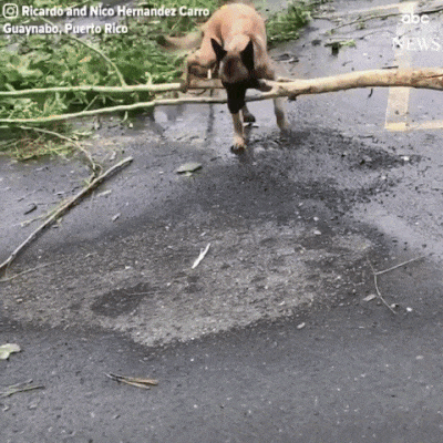 Собака помогает устранять последствия урагана