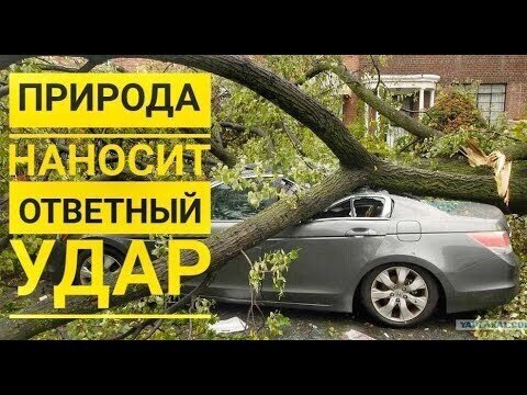 Деревья атакуют автомобили