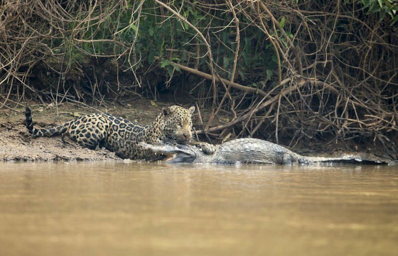 Схватка между ягуаром и кайманом в Бразилии