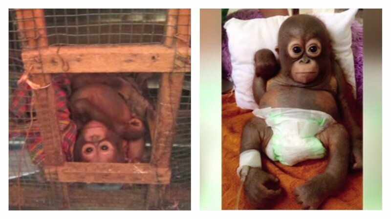 История Буди, маленького орангутана с большим сердцем