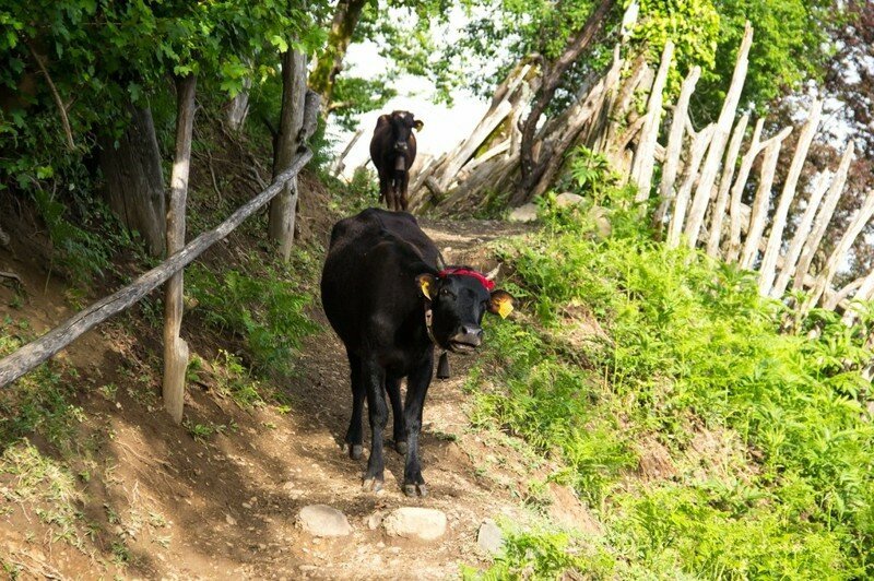 Аджария. Сельский туризм в Гобронети