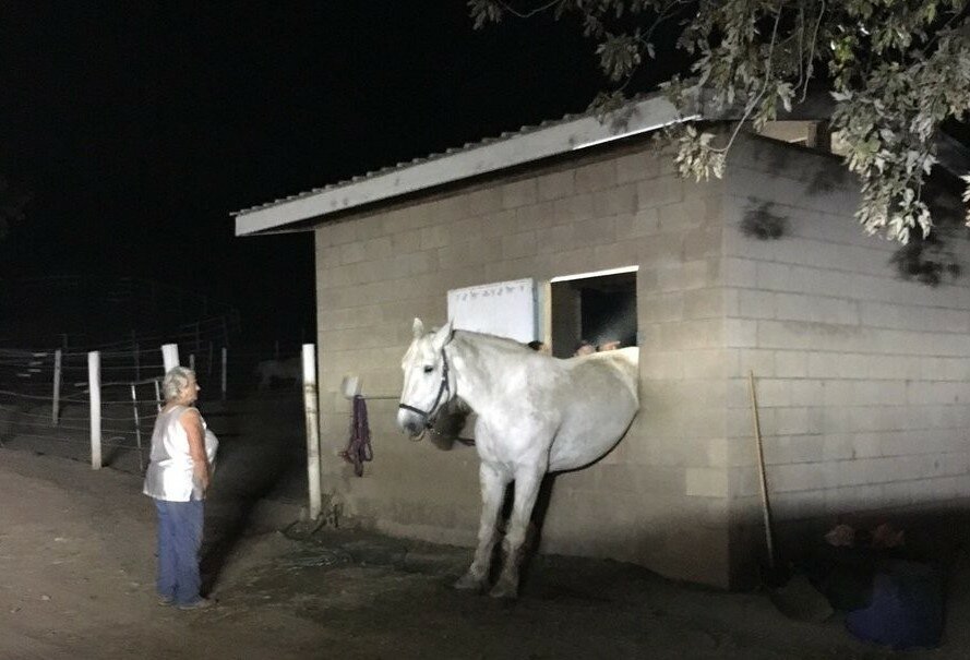 Заскучавшая от одиночества лошадь застряла в окне конюшни