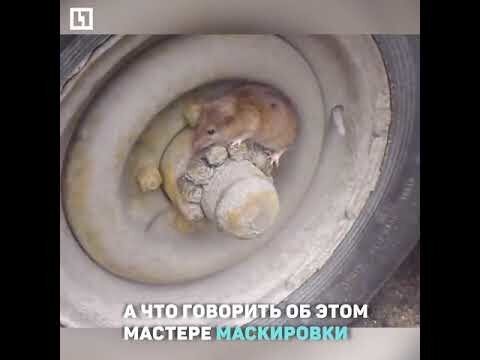 Том и Джерри