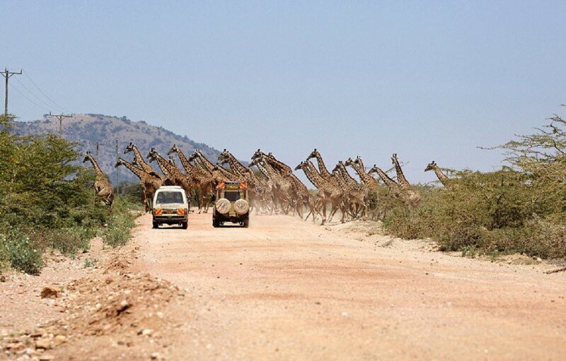 Интересное зрелище: 30 жирафов переходят дорогу в заповеднике Масаи-Мара